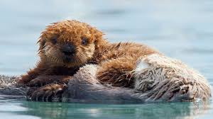 Best-bets for Jan. 23: BBC has a natural high