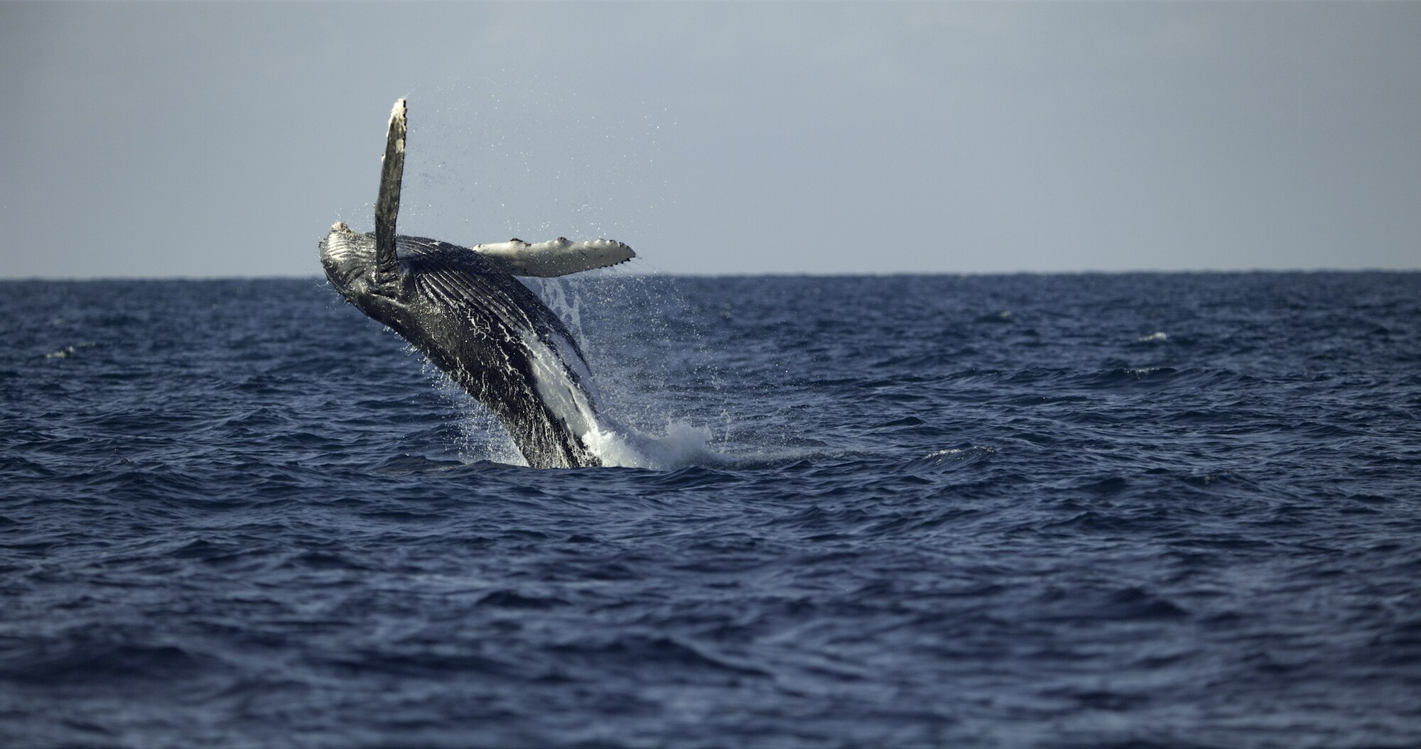Beyond the blubber: Whales show rich personalities