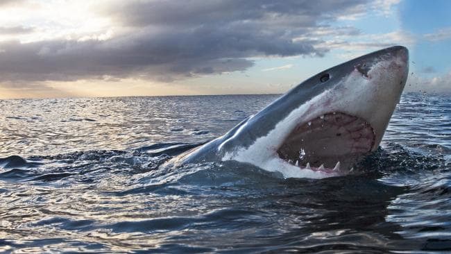 Best-bets for July 31: chasing the moon, eluding the sharks