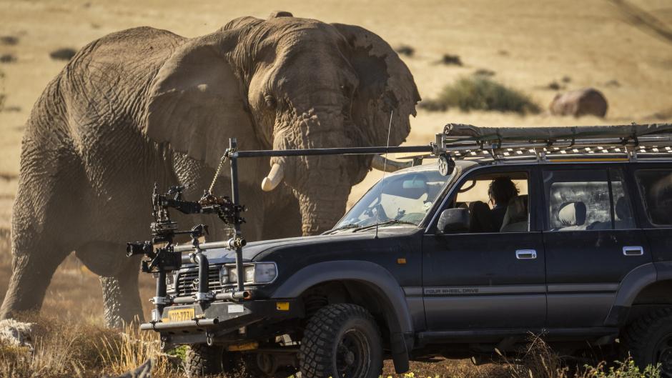 Elephants, friendly and feisty, get an epic profile
