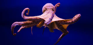 The octopus becomes an Earth Day star
