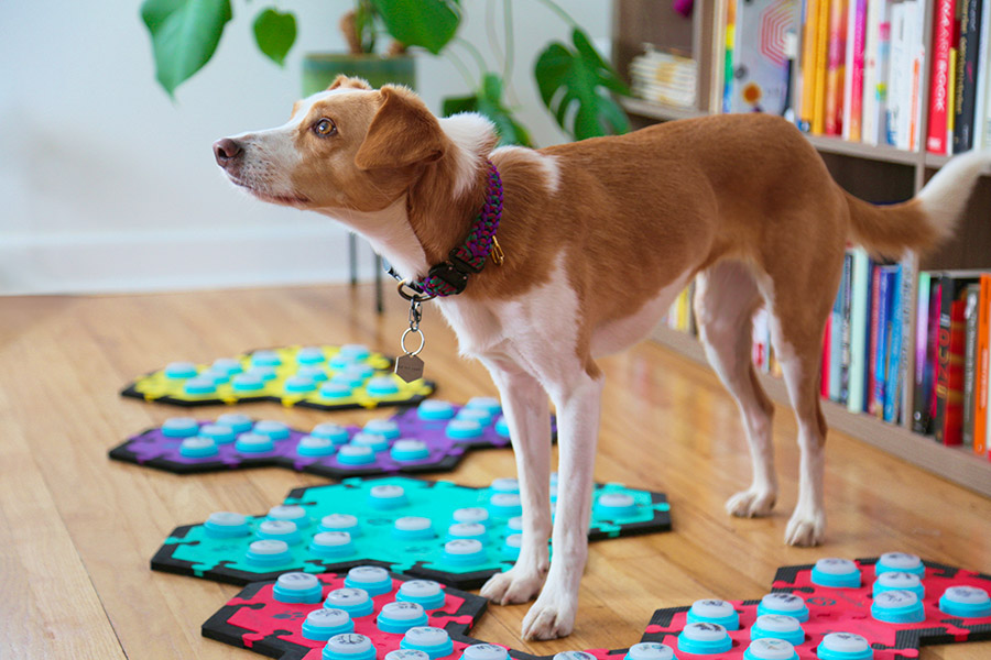 Best-bets for Feb. 4: Muppets and talking dogs