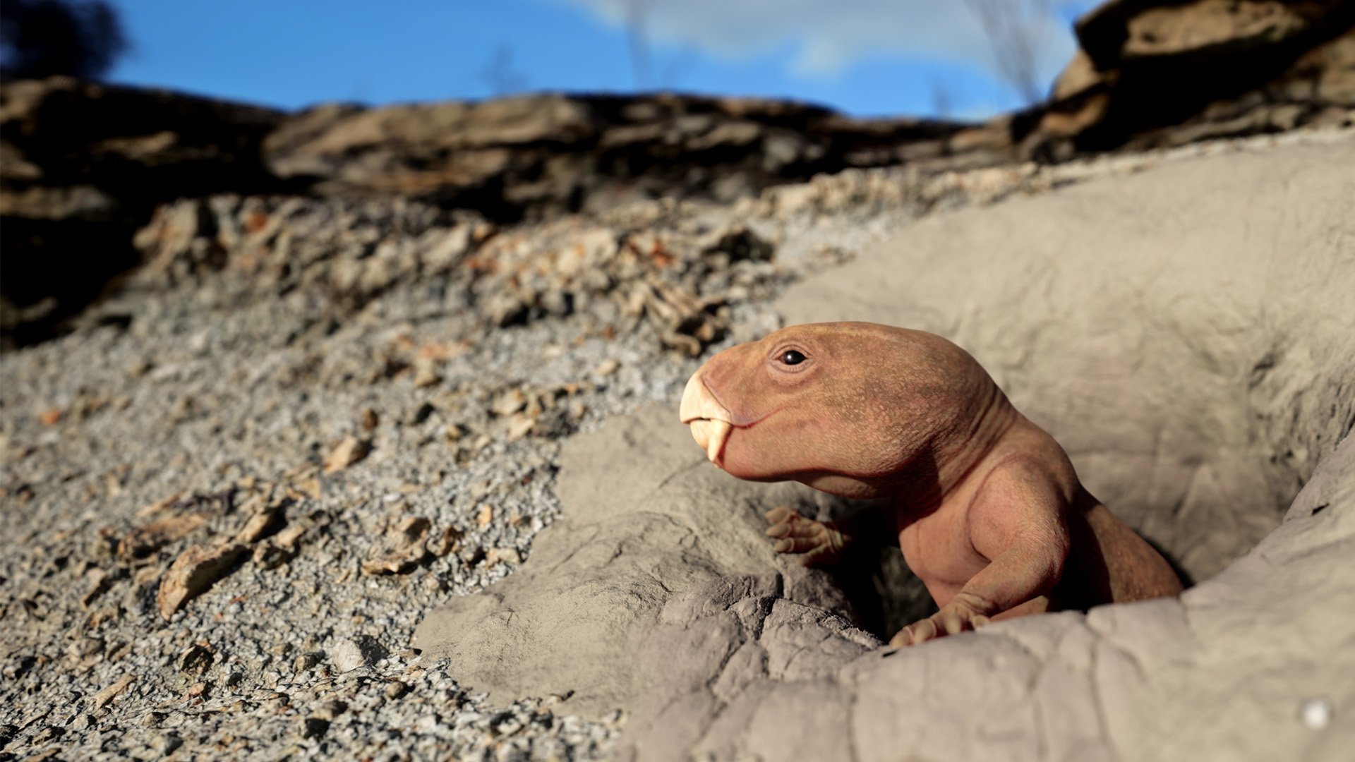 Best-bets for Feb. 11: early mammals, evolved skaters