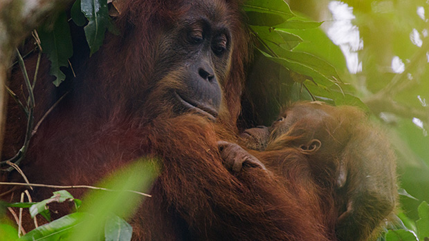 Best-bets for April 22: Earthly surge, plus taut “Fire”